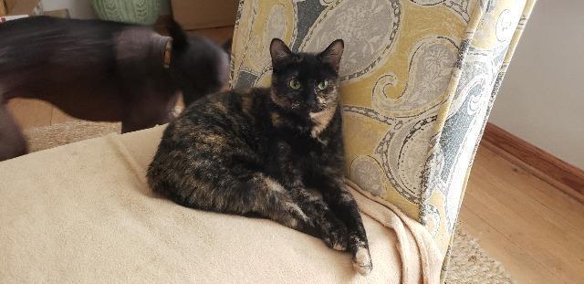 Annabelle, an adoptable Domestic Short Hair in Ballwin, MO, 63011 | Photo Image 5