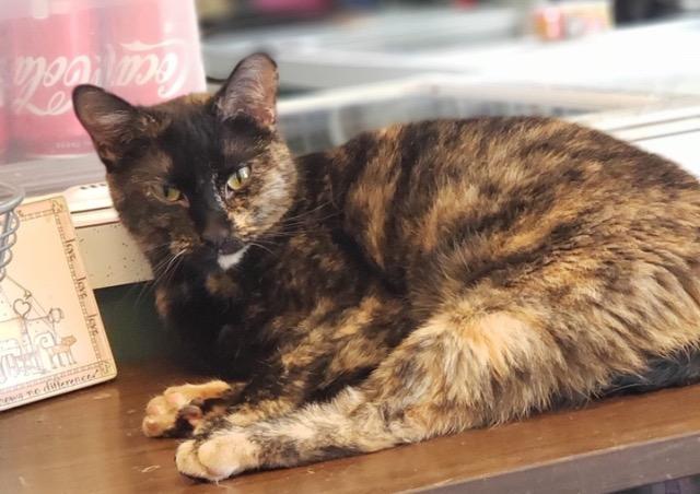 Annabelle, an adoptable Domestic Short Hair in Ballwin, MO, 63011 | Photo Image 6