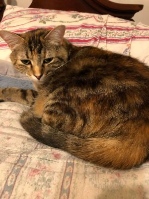 Kelsey, Senior Female Domestic Short Hair
