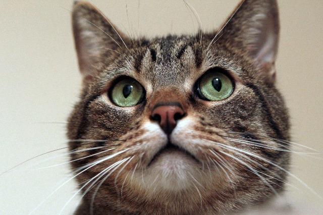 Jake, an adoptable Domestic Short Hair in Ballwin, MO, 63011 | Photo Image 1