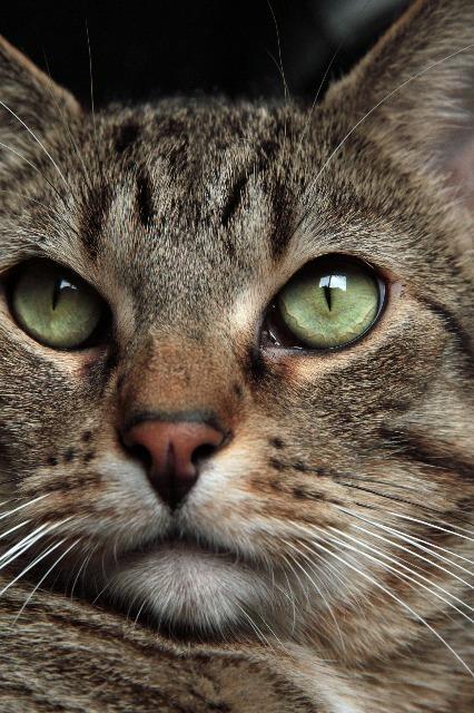 Jake, an adoptable Domestic Short Hair in Ballwin, MO, 63011 | Photo Image 4