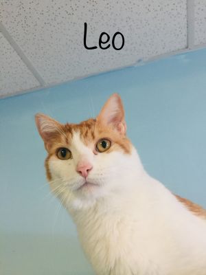 . Leo .