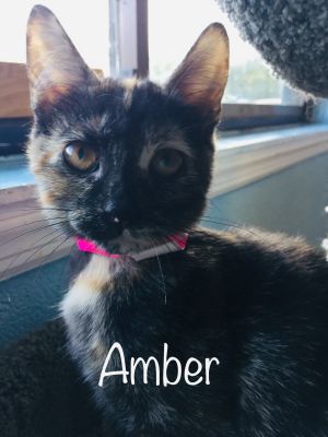 . Amber .