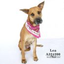 LEA's profile on Petfinder.com