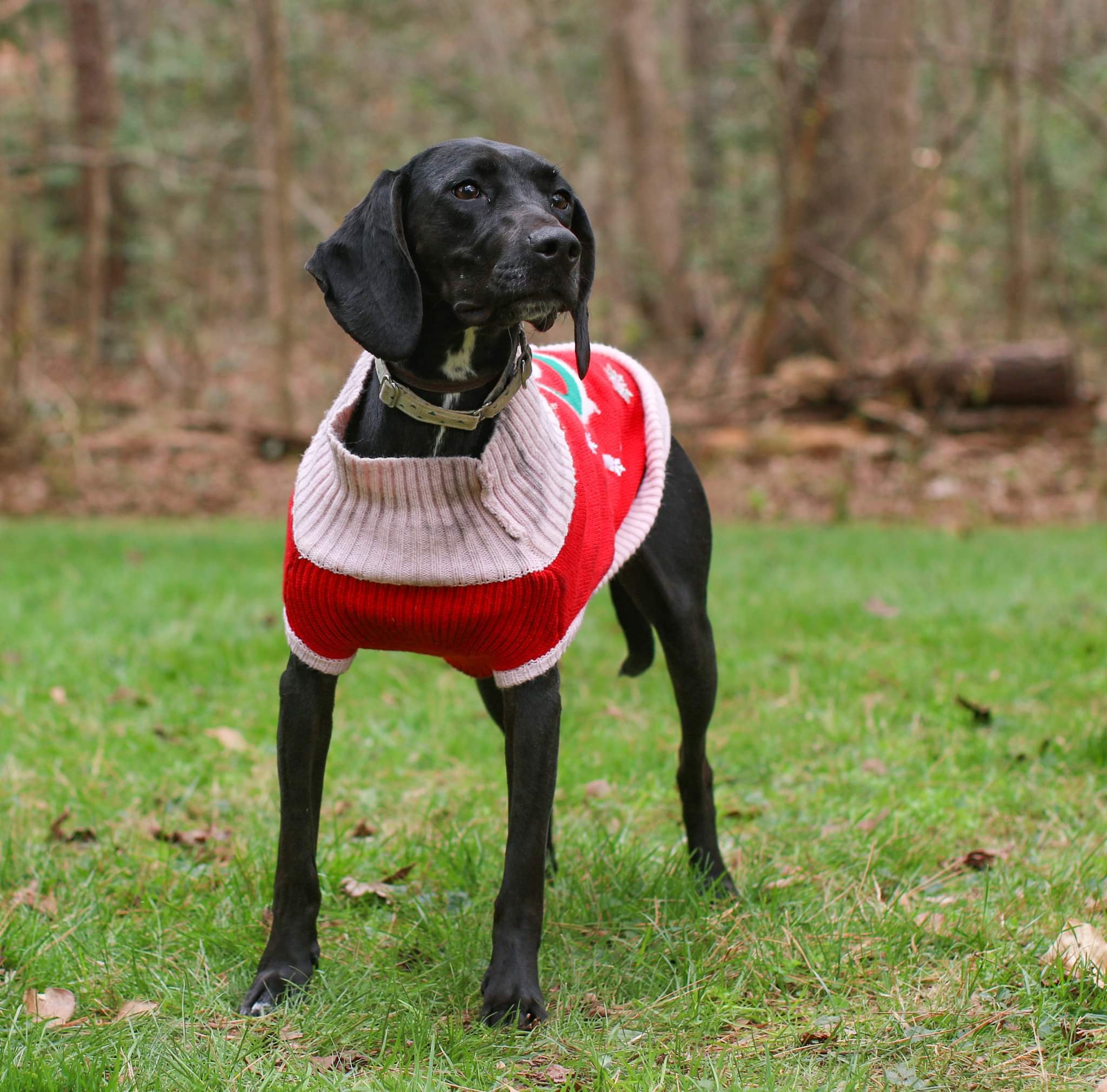 Dog for adoption - Oreo Cookie, a Labrador Retriever ...