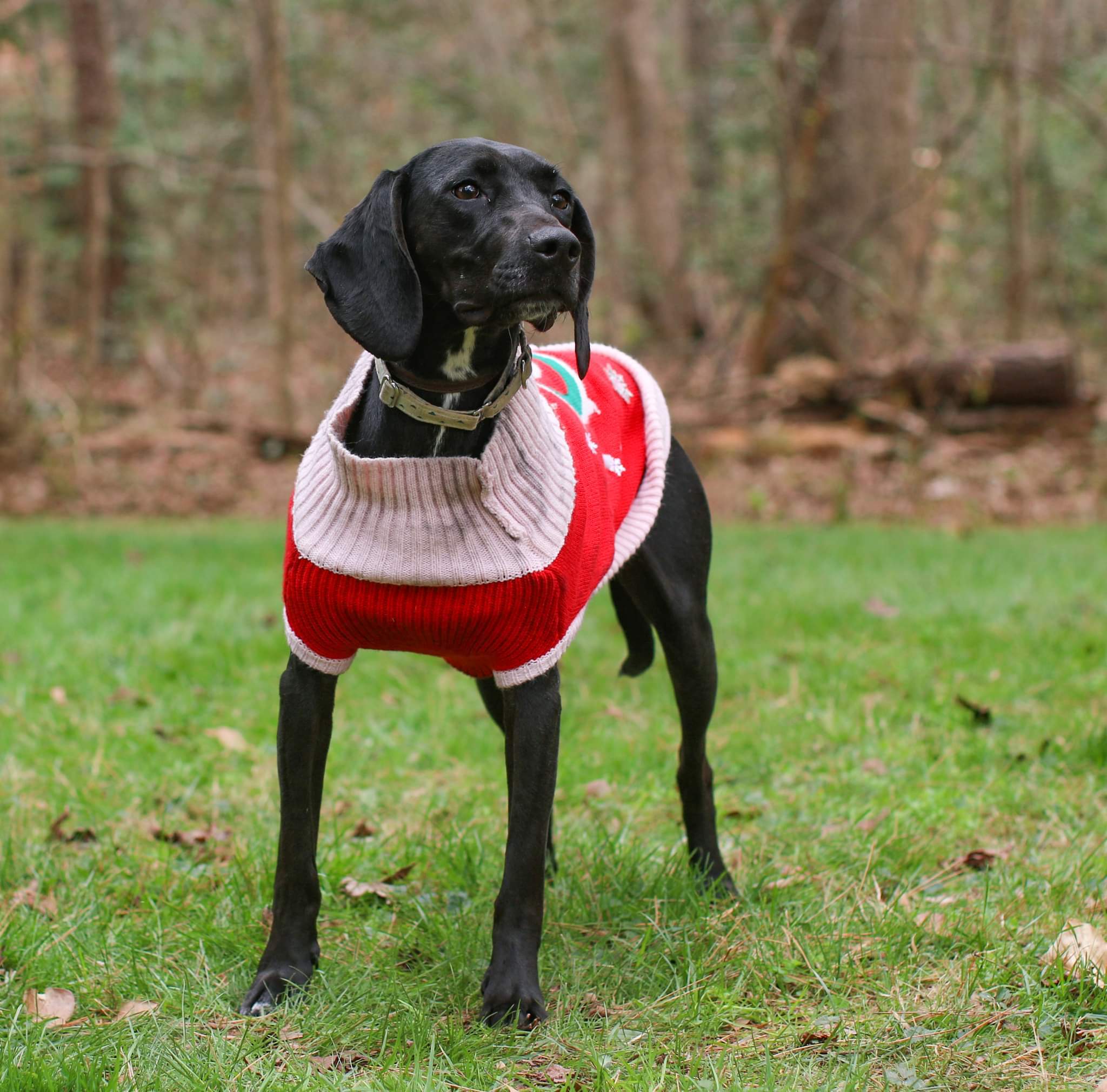 Oreo Cookie, an adoptable Labrador Retriever, Hound in Charlotte, NC, 28215 | Photo Image 5