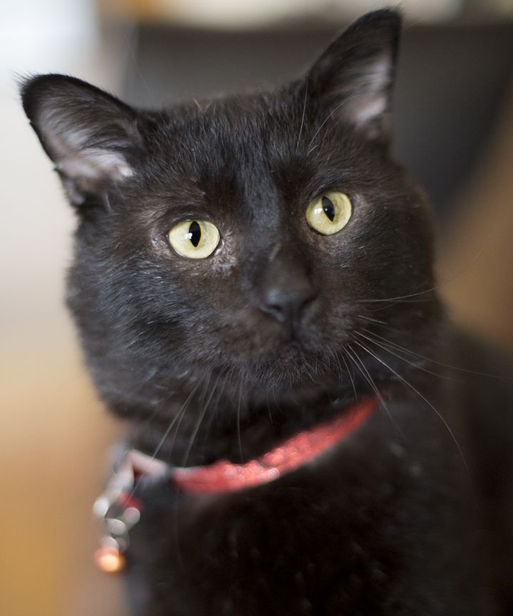 Cat For Adoption Barisic A Domestic Short Hair In Chicago Il Petfinder