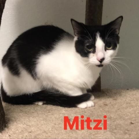 Mitzi, an adoptable Domestic Short Hair in Cumming, GA, 30040 | Photo Image 1