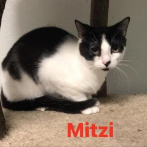 Mitzi, Adult Female unknown
