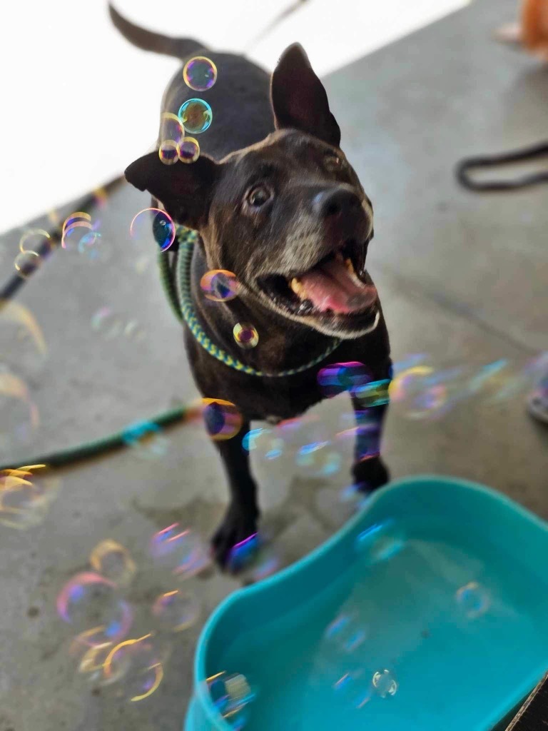 Leia, an adoptable Pit Bull Terrier in New Bern, NC, 28563 | Photo Image 1