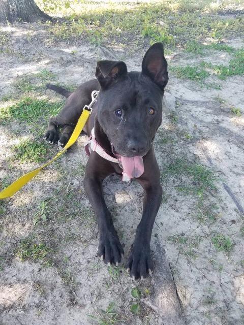 Leia, an adoptable Pit Bull Terrier in New Bern, NC, 28563 | Photo Image 2