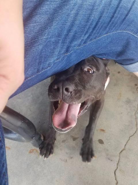 Leia, an adoptable Pit Bull Terrier in New Bern, NC, 28563 | Photo Image 3