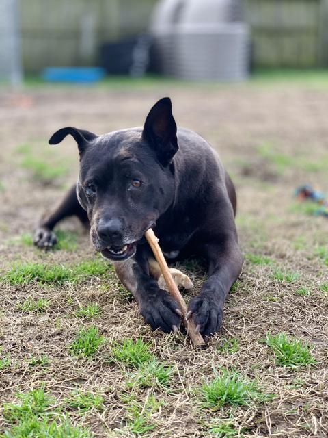 Leia, an adoptable Pit Bull Terrier in New Bern, NC, 28563 | Photo Image 6