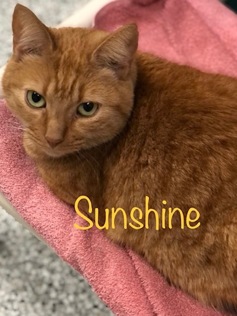 Sunshine, an adoptable Domestic Short Hair in New Bern, NC, 28563 | Photo Image 1