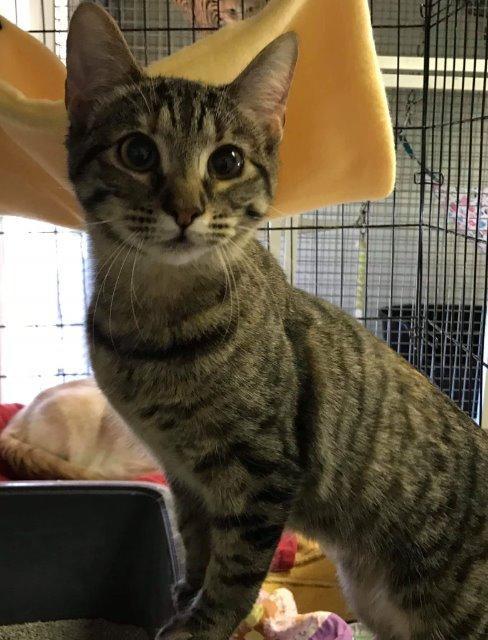 Wilt, an adoptable Domestic Short Hair in New Bern, NC, 28563 | Photo Image 1