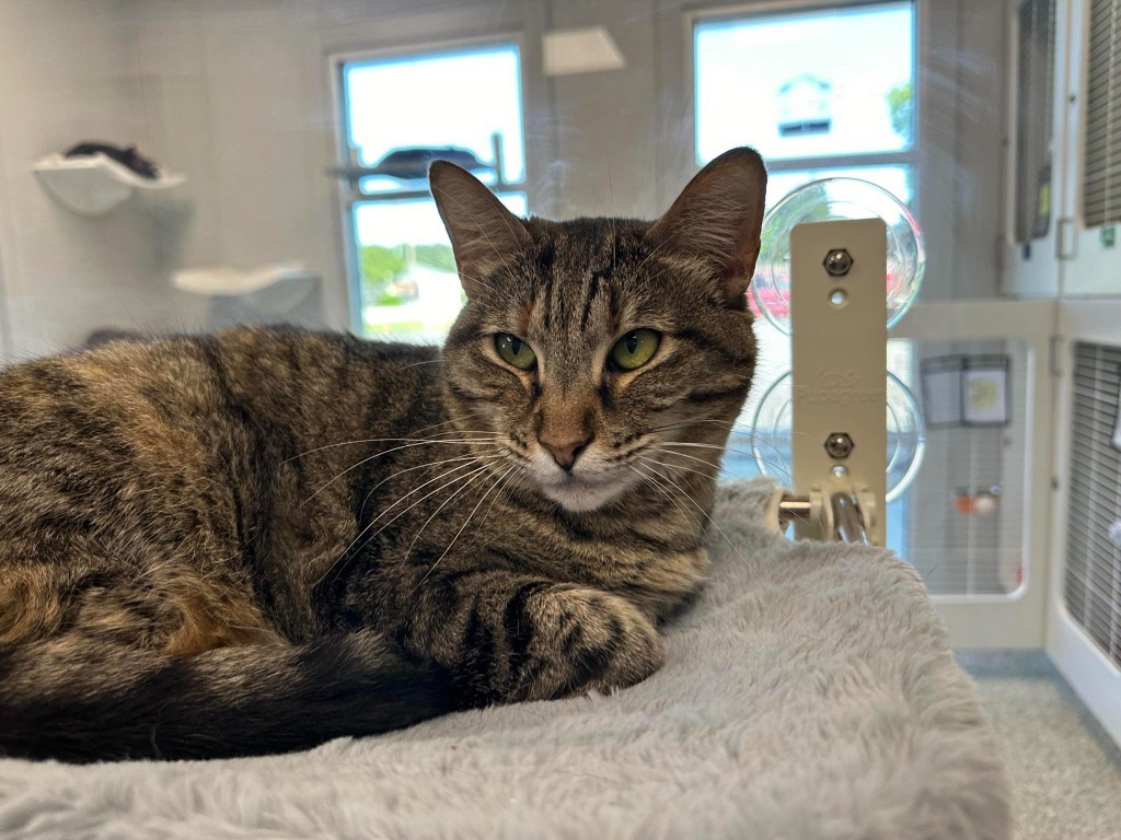 WILT (f), an adoptable Domestic Short Hair in New Bern, NC, 28563 | Photo Image 1