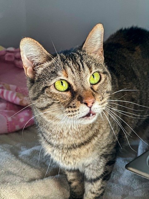 WILT (f), an adoptable Domestic Short Hair in New Bern, NC, 28563 | Photo Image 4