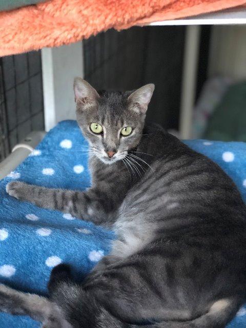 LYLE, an adoptable Domestic Short Hair in New Bern, NC, 28563 | Photo Image 1