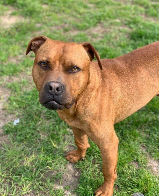 River, an adoptable Boxer, Pit Bull Terrier in New Bern, NC, 28563 | Photo Image 1