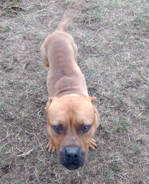 River, an adoptable Boxer, Pit Bull Terrier in New Bern, NC, 28563 | Photo Image 2