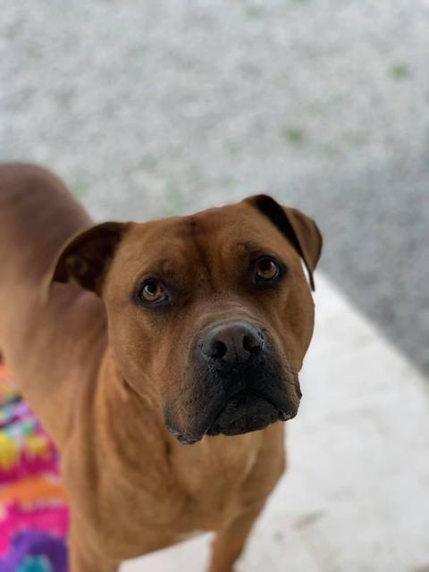 River, an adoptable Boxer, Pit Bull Terrier in New Bern, NC, 28563 | Photo Image 4