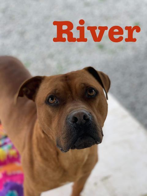 River, an adoptable Boxer, Pit Bull Terrier in New Bern, NC, 28563 | Photo Image 5