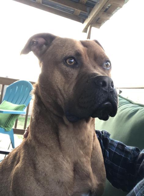 River, an adoptable Boxer, Pit Bull Terrier in New Bern, NC, 28563 | Photo Image 6