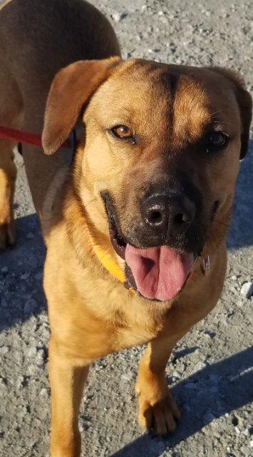 Beck, an adoptable Shepherd, Labrador Retriever in New Bern, NC, 28563 | Photo Image 2