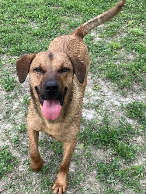 Beck, an adoptable Shepherd, Labrador Retriever in New Bern, NC, 28563 | Photo Image 3