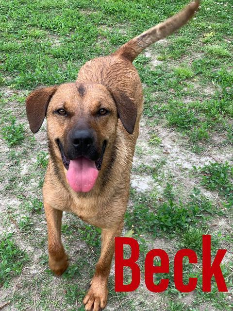 Beck, an adoptable Shepherd, Labrador Retriever in New Bern, NC, 28563 | Photo Image 4
