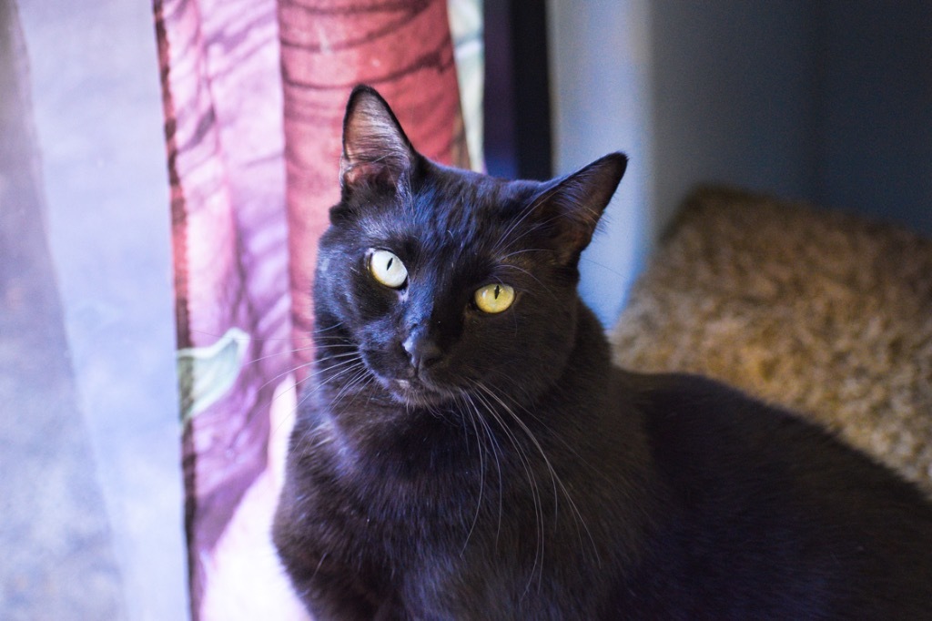 Midknight, an adoptable Domestic Short Hair in St. James City, FL, 33956 | Photo Image 2
