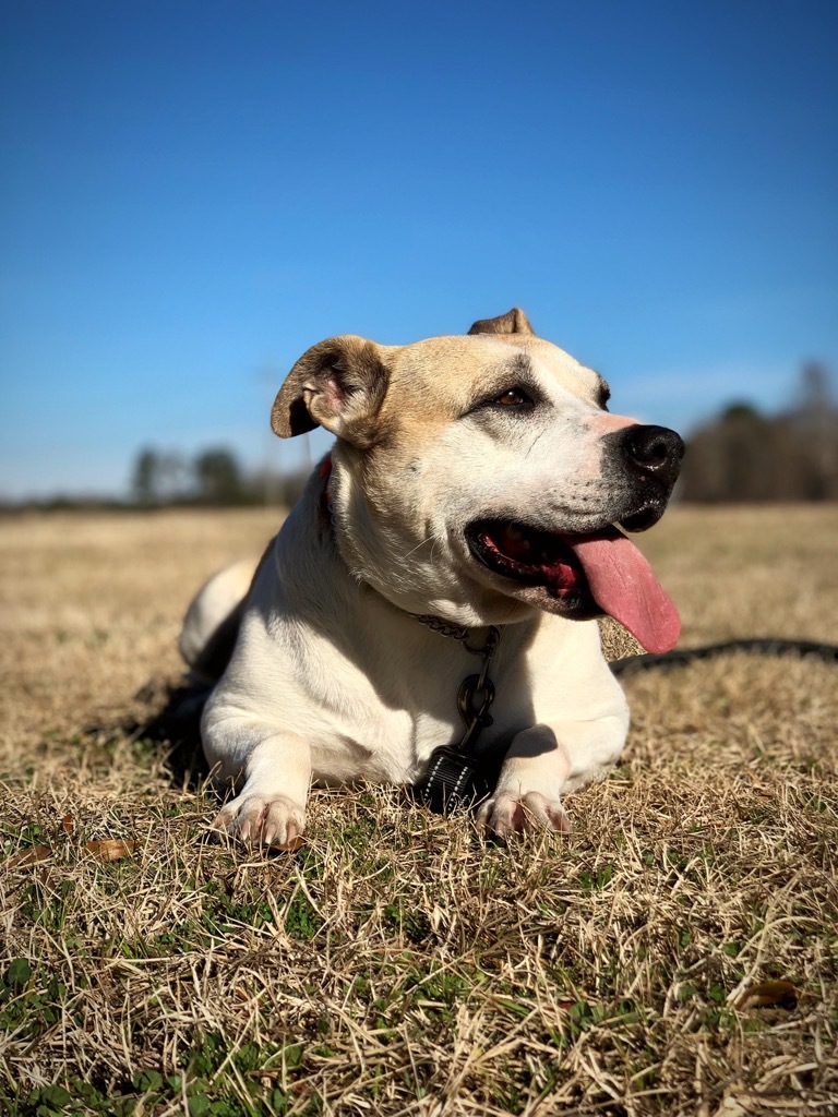 Luna, an adoptable Terrier in Forsyth, GA, 31029 | Photo Image 1