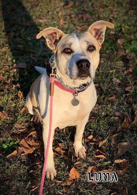 Luna, an adoptable Terrier in Forsyth, GA, 31029 | Photo Image 2