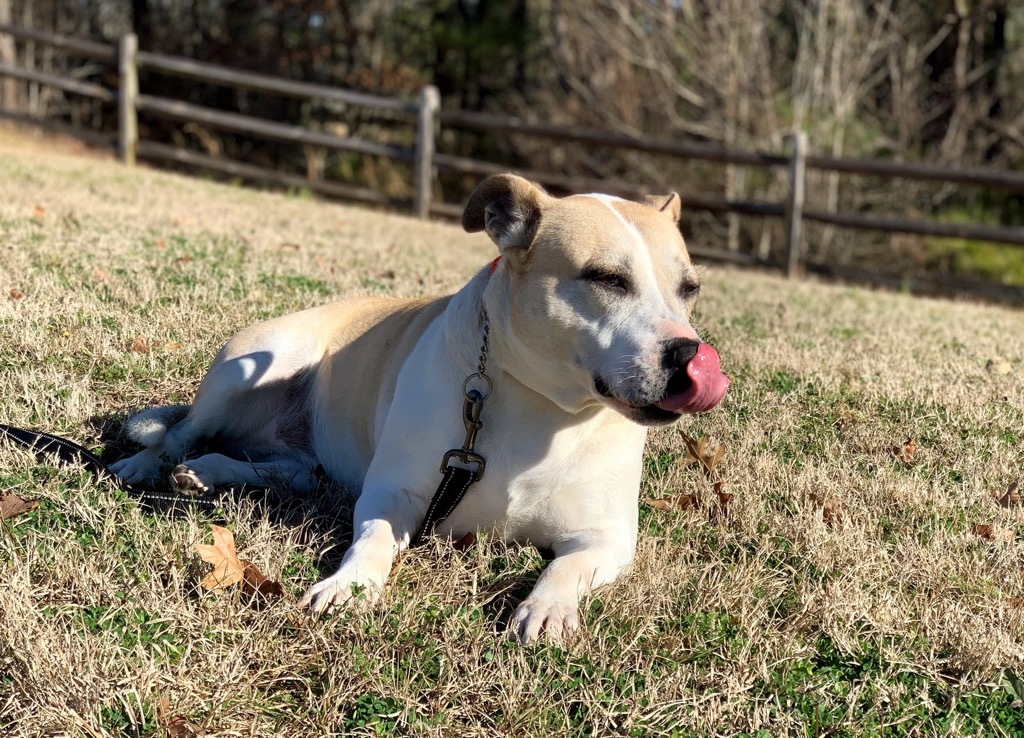 Luna, an adoptable Terrier in Forsyth, GA, 31029 | Photo Image 3