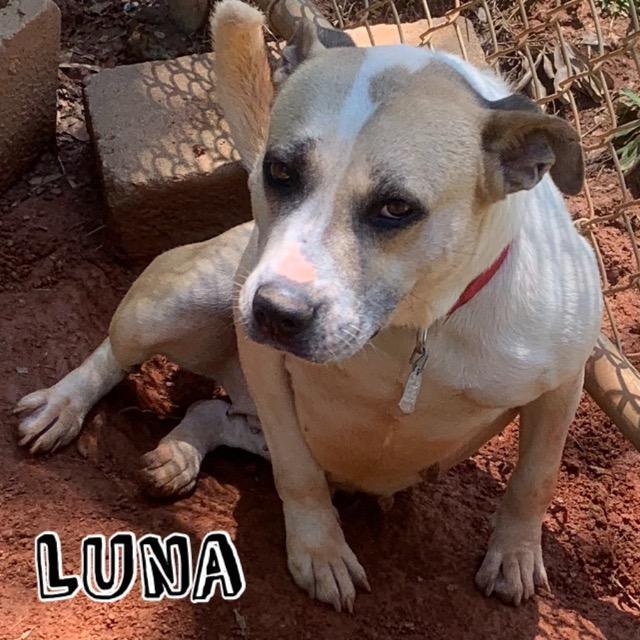 Luna, an adoptable Terrier in Forsyth, GA, 31029 | Photo Image 5