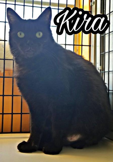 Kira aka Cat, an adoptable Domestic Short Hair in Tucson, AZ, 85705 | Photo Image 1