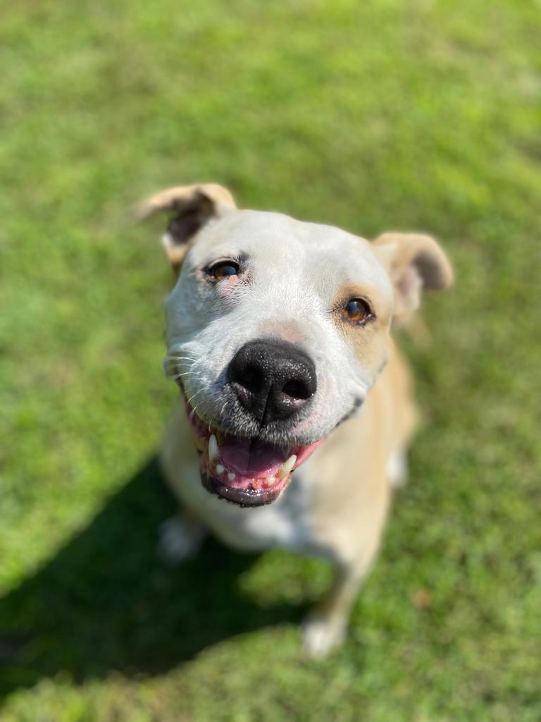 Cheeto, an adoptable Pit Bull Terrier in Louisville, KY, 40272 | Photo Image 1