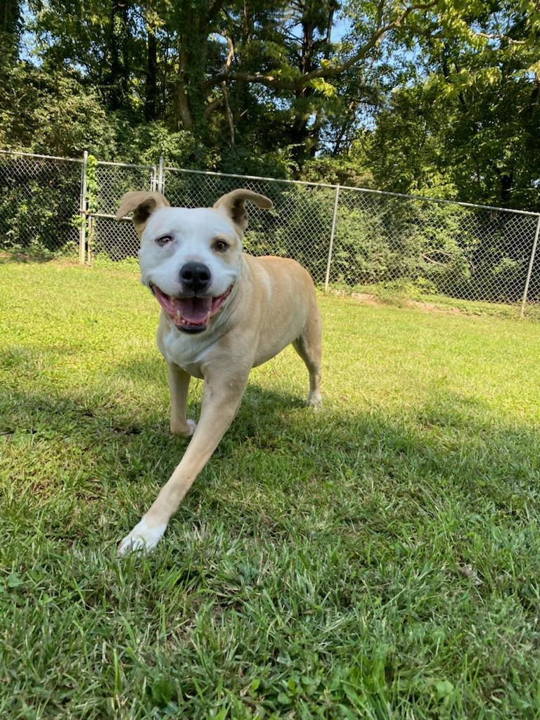 Cheeto, an adoptable Pit Bull Terrier in Louisville, KY, 40272 | Photo Image 2