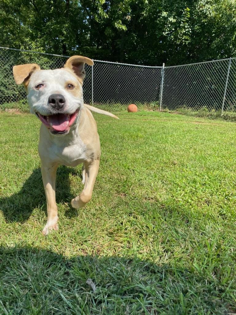 Cheeto, an adoptable Pit Bull Terrier in Louisville, KY, 40272 | Photo Image 3