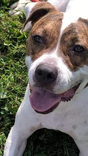 Zane, an adoptable American Bulldog in Louisville, KY, 40272 | Photo Image 1