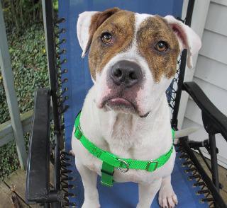 Zane, an adoptable American Bulldog in Louisville, KY, 40272 | Photo Image 2