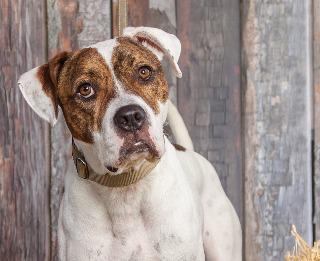 Zane, an adoptable American Bulldog in Louisville, KY, 40272 | Photo Image 3