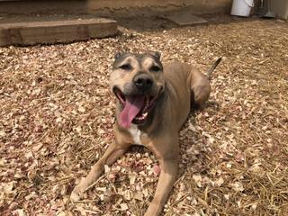 Niko, an adoptable Pit Bull Terrier in Louisville, KY, 40272 | Photo Image 1