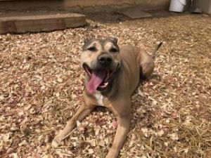 Niko, Senior Male Pit Bull Terrier