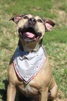 Niko, an adoptable Pit Bull Terrier in Louisville, KY, 40272 | Photo Image 3