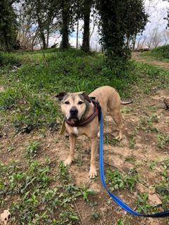 Niko, an adoptable Pit Bull Terrier in Louisville, KY, 40272 | Photo Image 4