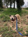 Niko photo 4