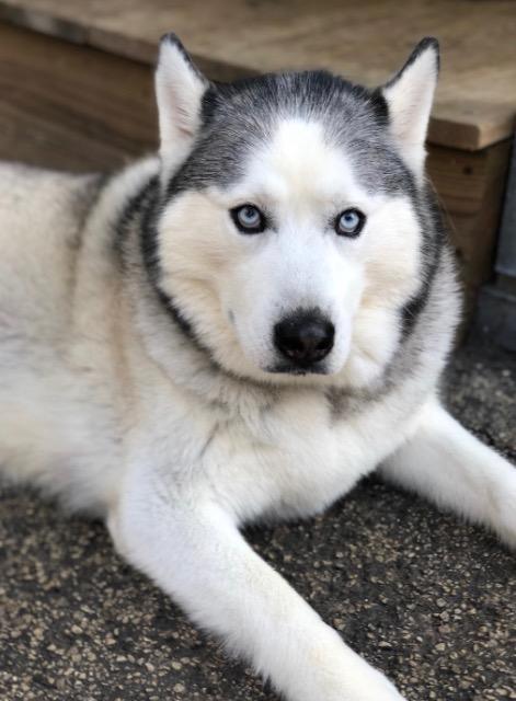 Mona, an adoptable Siberian Husky in Libertyville, IL, 60048 | Photo Image 1