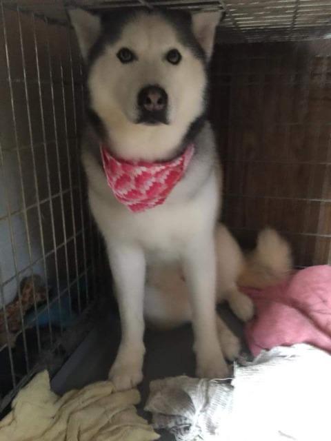 Mona, an adoptable Siberian Husky in Libertyville, IL, 60048 | Photo Image 3