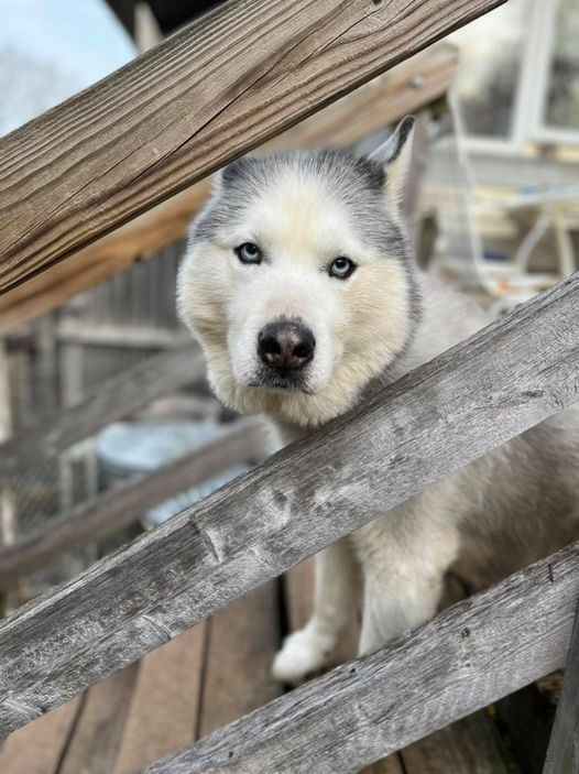 Mona, an adoptable Siberian Husky in Libertyville, IL, 60048 | Photo Image 4